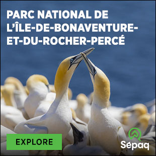 Northern gannets in parc national de l’Île-Bonaventure-et-du-Rocher-Percé